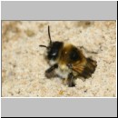 Dasypoda hirtipes - Hosenbiene w57a 12mm - Halen Waldgebiet TUEP det.jpg